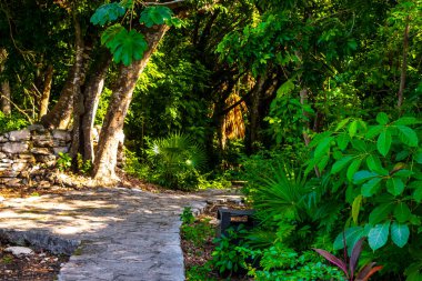 Karayip Playa del Carmen Quintan Roo Meksika 'daki bitki ve palmiye ağaçları arasındaki doğa ormanında tropik doğal yürüyüş yolu..