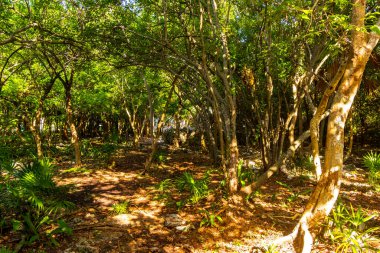 Xaman Ha Maya arkeolojik inşaat tapınakları Playacar Playa del Carmen Quintana Roo 'daki kireçtaşı kaya taşlarından yapılmış binalar..