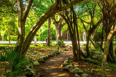 Karayip Playa del Carmen Quintan Roo Meksika 'daki bitki ve palmiye ağaçları arasındaki doğa ormanında tropik doğal yürüyüş yolu..