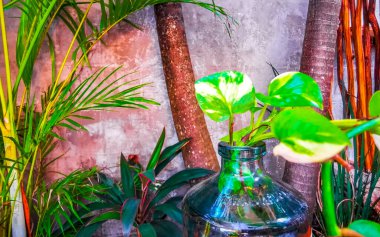 Playa del Carmen Quintana Roo Meksika 'da bir restoran barının içinde masa sandalyeleri, masa dekorasyonu tuz biber şekeri ve bitkiler..