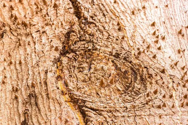 stock image Huge beautiful Kapok tree Ceiba tree texture pattern with spikes in tropical park jungle forest in Playa del Carmen Quintana Roo Mexico.