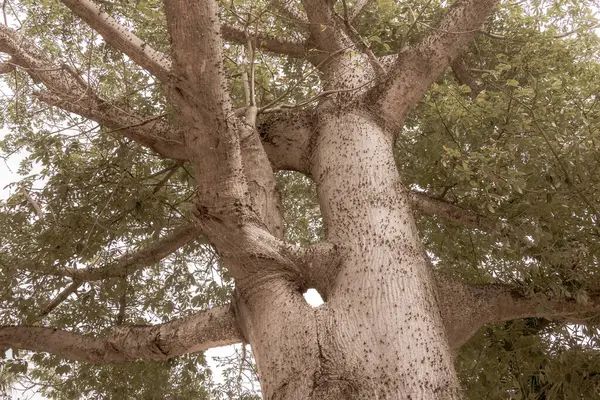 stock image Huge beautiful Kapok tree Ceiba tree with spikes in tropical park jungle forest in Playa del Carmen Quintana Roo Mexico.