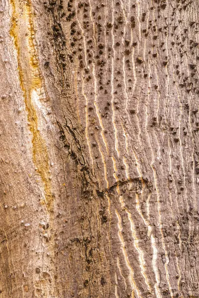 stock image Huge beautiful Kapok tree Ceiba tree texture pattern with spikes in tropical park jungle forest in Playa del Carmen Quintana Roo Mexico.