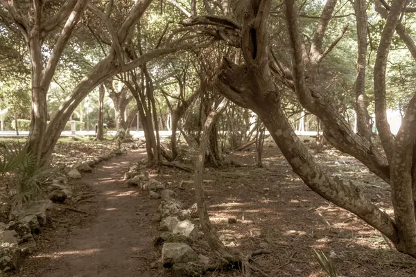 stock image Tropical natural way walking path in the nature jungle between plants and palm trees in Caribbean Playa del Carmen Quintan Roo Mexico.