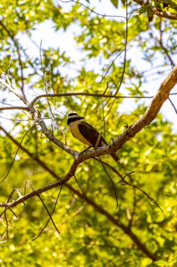 Büyük Kiskadee sarı erkek, dişi kuş kuşları tropik Meksika Karayipleri Playa del Carmen Quintana Roo Meksika 'da bir ağaç tepesinde oturuyor..