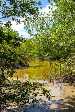 Playa del Carmen Quintana Roo Meksika 'daki Karayipler' deki tropikal mangrov ormanı ve göl göleti..