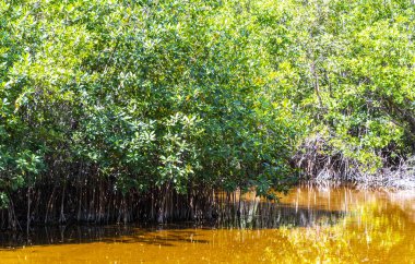 Playa del Carmen Quintana Roo Meksika 'daki Karayipler' deki tropikal mangrov ormanı ve göl göleti..