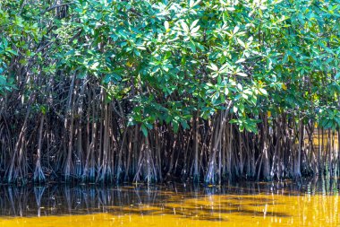 Playa del Carmen Quintana Roo Meksika 'daki Karayipler' deki tropikal mangrov ormanı ve göl göleti..
