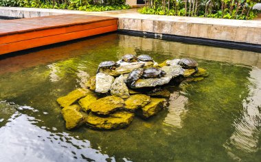 Playa del Carmen Quintana Roo Meksika 'da su havuzunda küçük kaplumbağalar..