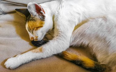 Beyaz kedi yorgun. Meksika 'da kanepede uyuyor..