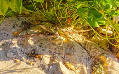 Meksika iguana sürüngen kertenkelesi Playa del Carmen Quintana Roo Meksika 'nın tropikal doğasında yer alır..