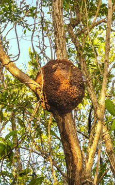 Large round termite nest on tree and branches in the jungle tropical nature in Playa del Carmen Quintana Roo Mexico. clipart