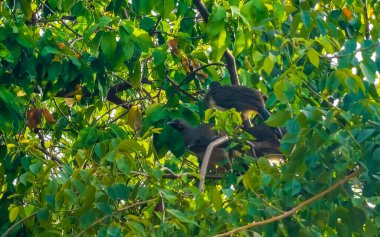 Playa del Carmen Quintana Roo Meksika 'da ağaçların tepesindeki Chachalaca kuşları.