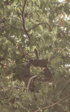 Playa del Carmen Quintana Roo Meksika 'da ağaçların tepesindeki Chachalaca kuşları.