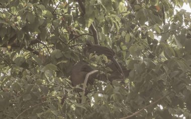 Chachalaca bird birds in tree top in Playa del Carmen Quintana Roo Mexico. clipart