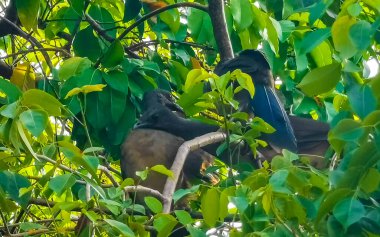 Playa del Carmen Quintana Roo Meksika 'da ağaçların tepesindeki Chachalaca kuşları.