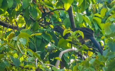 Chachalaca bird birds in tree top in Playa del Carmen Quintana Roo Mexico. clipart