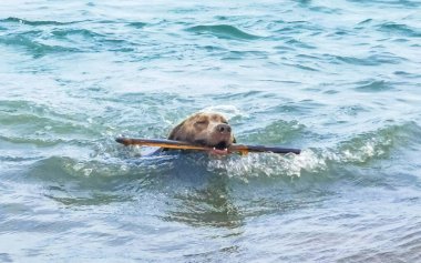 Playa del Carmen Quintana Roo Meksika 'da deniz dalgalarında köpek yüzer..