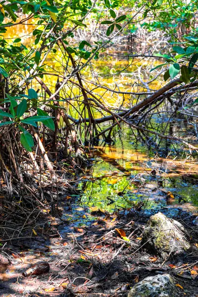 stock image Lake river pond and tropical mangrove jungle forest in the Caribbean in Playa del Carmen Quintana Roo Mexico.