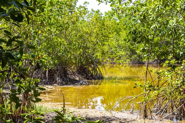 Playa del Carmen Quintana Roo Meksika 'daki Karayipler' deki tropikal mangrov ormanı ve göl göleti..