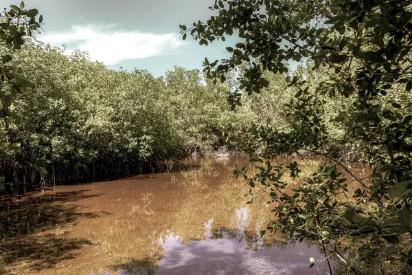 stock image Lake river pond and tropical mangrove jungle forest in the Caribbean in Playa del Carmen Quintana Roo Mexico.