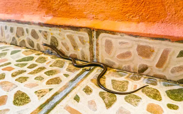 stock image Snake crawls around on the ground on the premises in Playa del Carmen Quintana Roo Mexico.