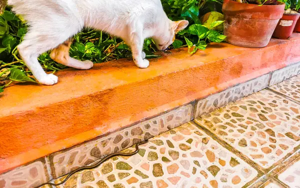 Playa del Carmen Quintana Roo Meksika 'da yılan memelilerle savaşıyor..