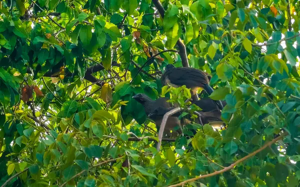 Playa del Carmen Quintana Roo Meksika 'da ağaçların tepesindeki Chachalaca kuşları.