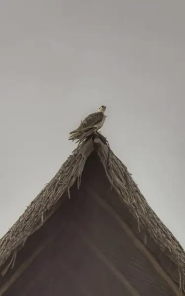 stock image White majestic osprey hawk falcon sits on thatched palapa roof with blue sky in Playa del Carmen Quintana Roo Mexico.