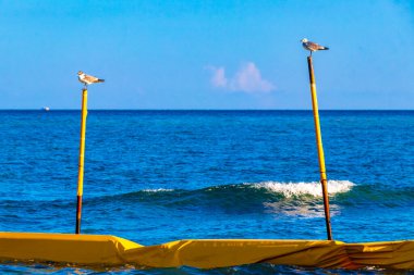 Martı Kuşları, Playa del Carmen Quintana Roo Meksika 'da denizin ortasında kutuplarda oturuyorlar..