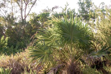 Palmiye ağacı tohum bırakır tropik yeşil egzotik meyveler ve Karayipler 'de Maya palmiyeleri yağmur ormanlarında Playa del Carmen Quintana Roo Meksika.