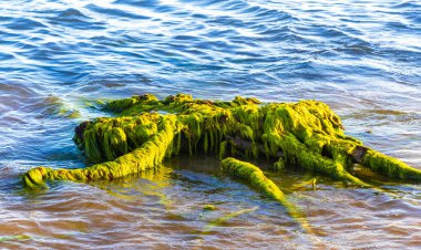 Playa del Carmen Quintana Roo Meksika 'daki sahilde eski yeşil kökler ve ağaç kalıntıları var..