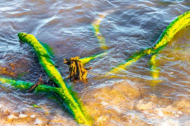 Playa del Carmen Quintana Roo Meksika 'daki sahilde eski yeşil kökler ve ağaç kalıntıları var..