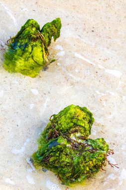 Playa del Carmen Quintana Roo Meksika 'daki sahilde eski yeşil kökler ve ağaç kalıntıları var..