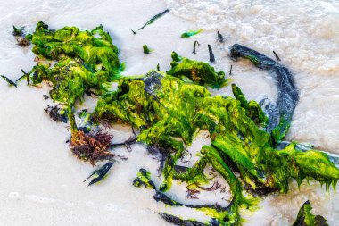 Playa del Carmen Quintana Roo Meksika 'daki sahilde eski yeşil kökler ve ağaç kalıntıları var..