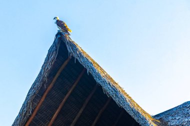 Beyaz heybetli balık şahini sazdan palapa çatısında oturuyor Playa del Carmen Quintana Roo Mexico 'da mavi gökyüzü ile.