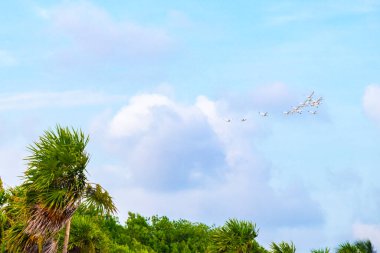 Playa del Carmen Quintana Roo Meksika 'da bulutlu mavi ve beyaz gökyüzü ve tropikal palmiye ağaçları.