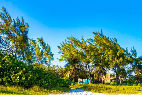 Playa del Carmen Quintana Roo Meksika 'da tropik Meksika Karayip plajı bitkileri, orman ormanlarında köknar ağaçları, mavi gökyüzü ve kumsal kumları..