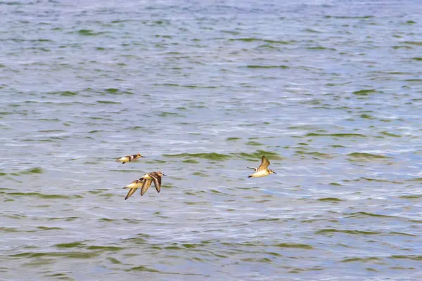 Stock image Sandpiper snipe sandpipers male female bird birds flying fly above beach sand water and waves on tropical mexican Caribbean beach in Playa del Carmen Quintana Roo Mexico.