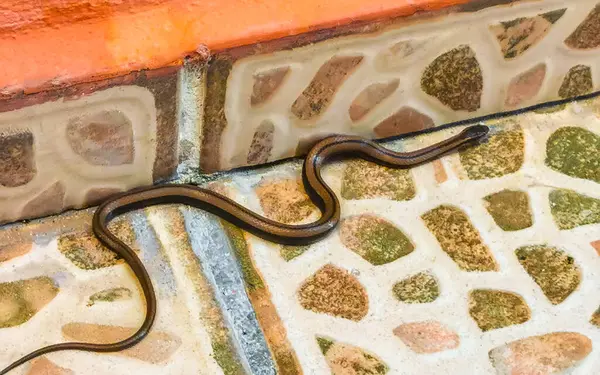 stock image Snake crawls around on the ground on the premises in Playa del Carmen Quintana Roo Mexico.