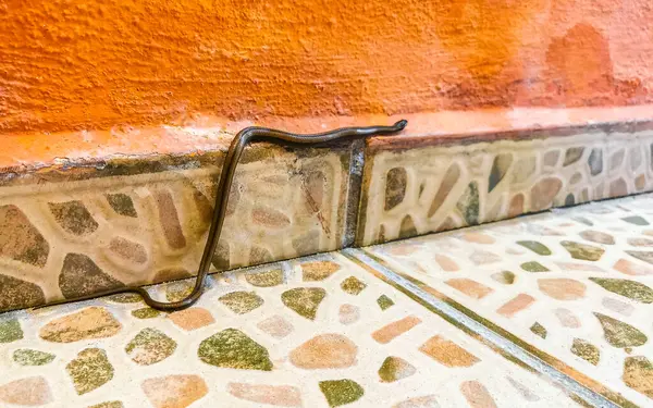 stock image Snake crawls around on the ground on the premises in Playa del Carmen Quintana Roo Mexico.