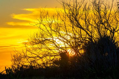 Playa del Carmen Quintana Roo Meksika 'da, tropikal Karayipler' de, palmiye ağaçlarının arkasında, renkli ve altın renkli bir günbatımı ve gün doğumu..