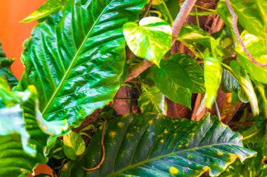 Tropical green and yellow plant with large leaves Dieffenbachia Dumb Cane houseplant is climbing the wall in Playa del Carmen Mexico.