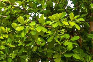 Playa del Carmen Quintana Roo Meksika 'da fındık tohumlu tropik ağaç Terminali katappa deniz bademi.