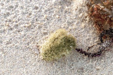 Playa del Carmen Quintana Roo Meksika 'da kumsaldaki deniz yosunlarının farklı türleri..