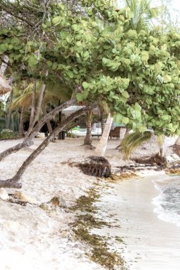 İnsanlarla dolu tropik Meksika Karayip plajı ve denizi güneş şemsiyeleri Playa del Carmen Quintana Roo Meksika 'da turkuaz su ve dalgalar oluşturur..