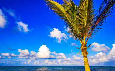 Playa del Carmen Quintana Roo Meksika 'daki Karayip plajında mavi gökyüzü arka planına sahip tropik doğal Meksika palmiye ağacı palmiyeleri..