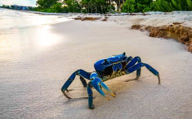 Playa del Carmen Quintana Roo Meksika 'daki Karayip sahilinde büyük mavi yengeç..