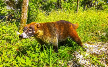 Koati koatileri, Playa del Carmen Quintana Roo Meksika 'daki tropikal ormanlarda yiyecek arıyor..