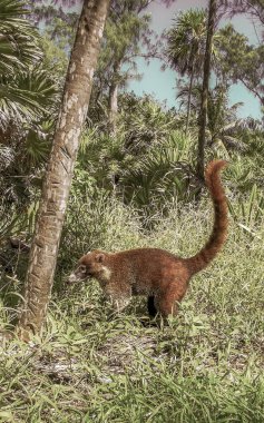 Koati koatileri, Playa del Carmen Quintana Roo Meksika 'daki tropikal ormanlarda yiyecek arıyor..